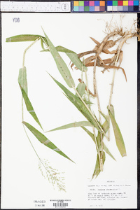 Panicum clandestinum image