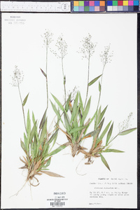 Panicum ciliatum image