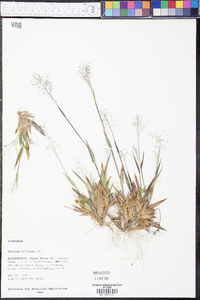 Panicum ciliatum image