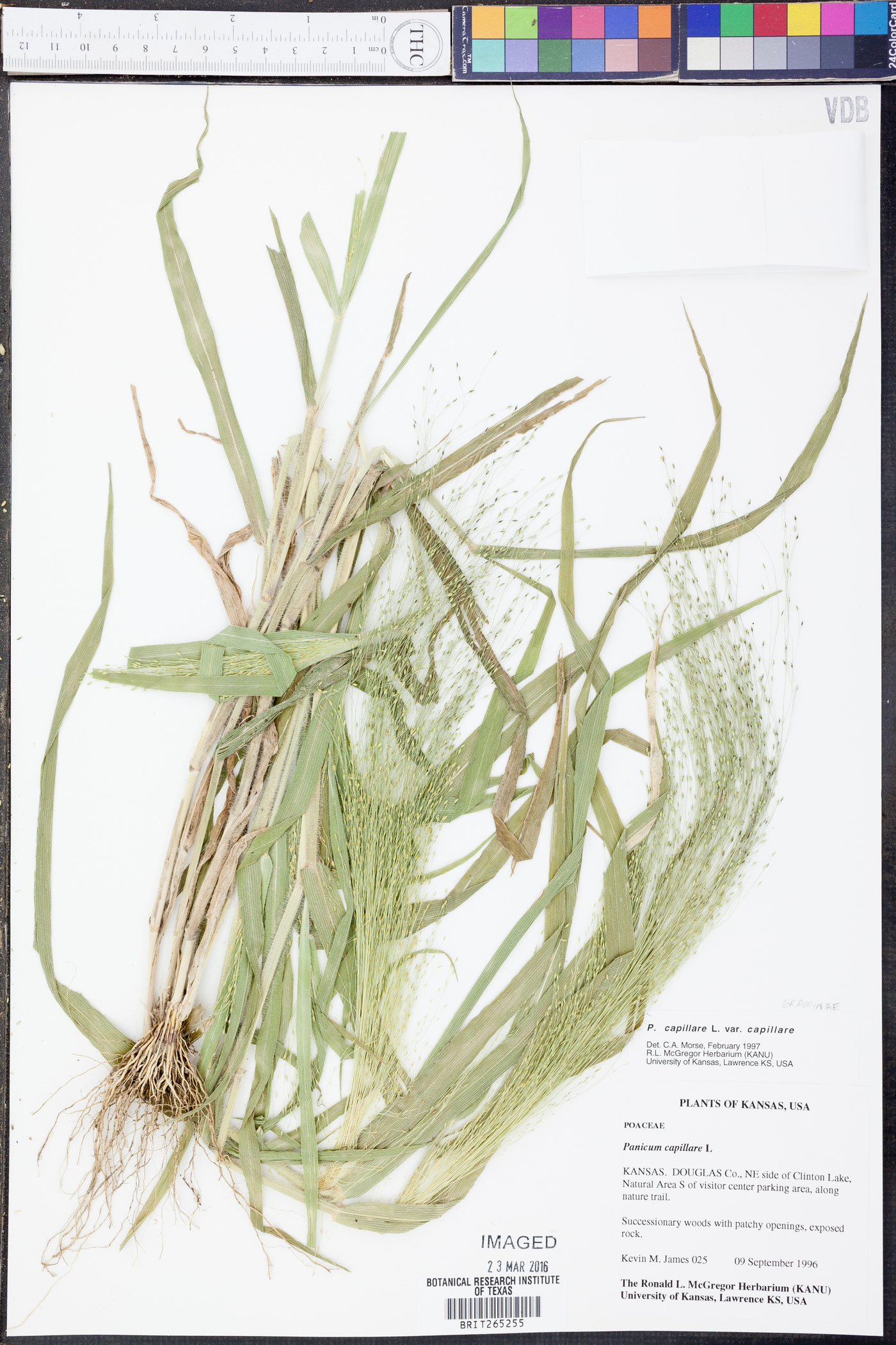 Panicum capillare var. capillare image