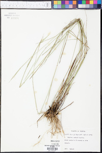 Panicum combsii image