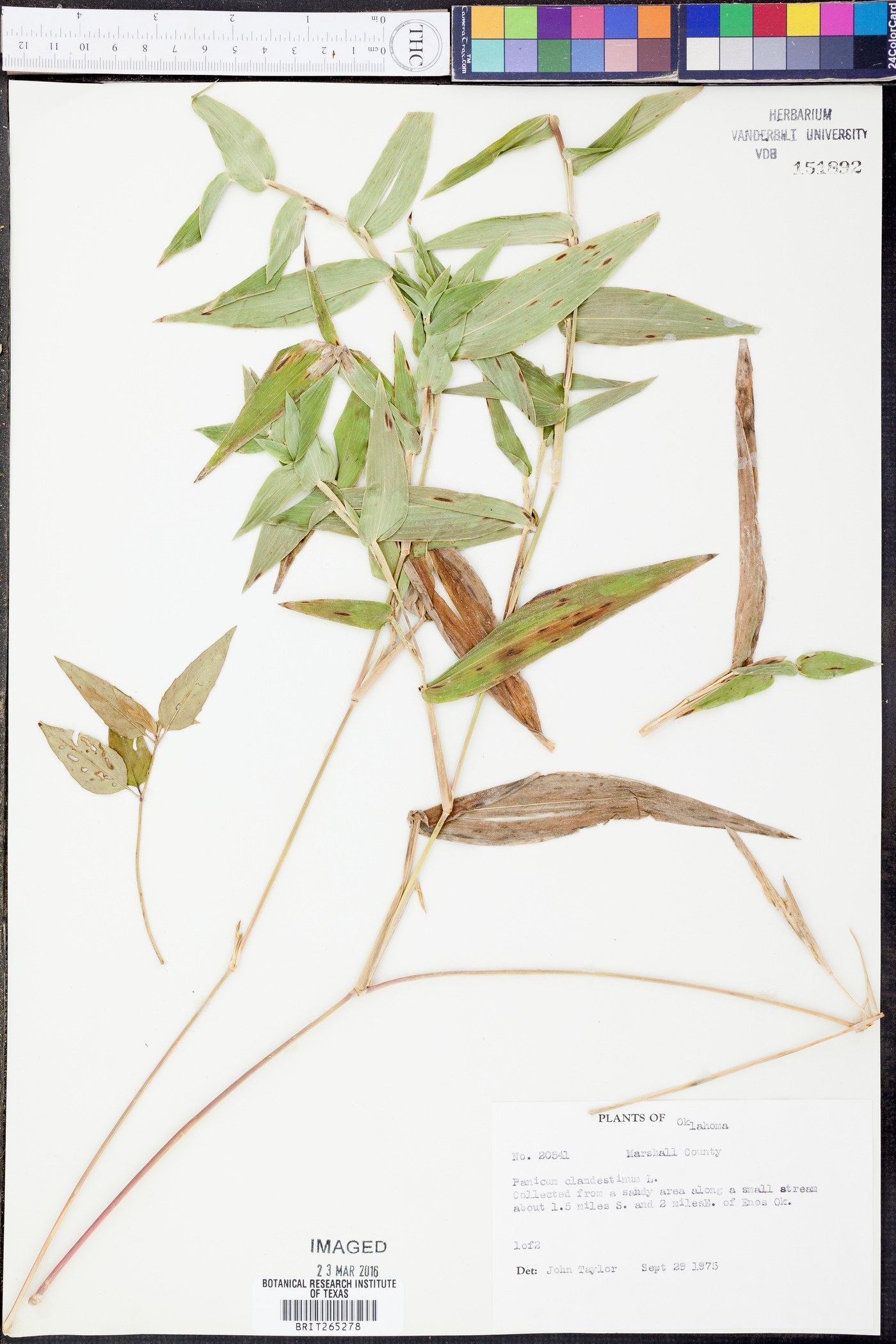 Panicum clandestinum image