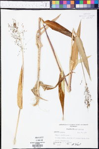 Panicum clandestinum image