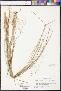 Muhlenbergia expansa image