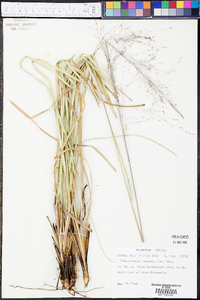 Muhlenbergia expansa image