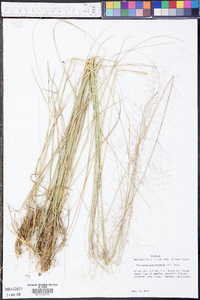 Muhlenbergia expansa image