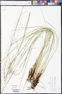 Muhlenbergia expansa image