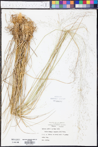 Muhlenbergia expansa image