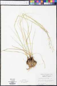 Muhlenbergia expansa image