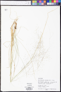 Muhlenbergia expansa image