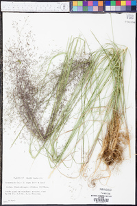 Muhlenbergia expansa image