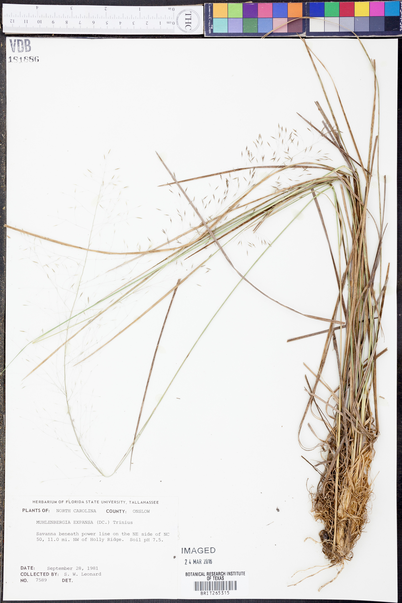 Muhlenbergia expansa image