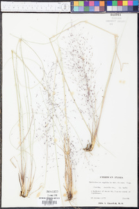 Muhlenbergia capillaris image