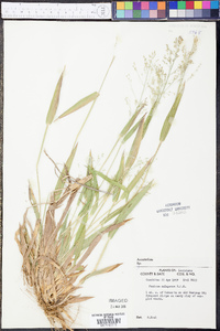 Panicum xalapense image