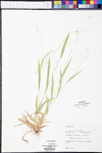 Panicum xalapense image