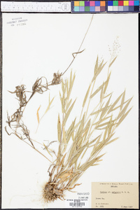 Panicum xalapense image