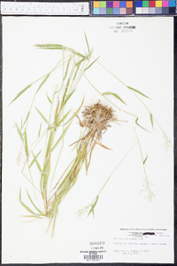 Panicum lindheimeri image