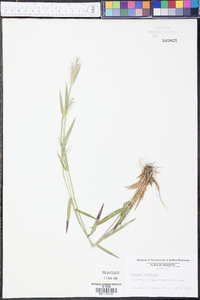 Panicum lindheimeri image