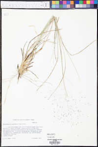 Muhlenbergia capillaris image