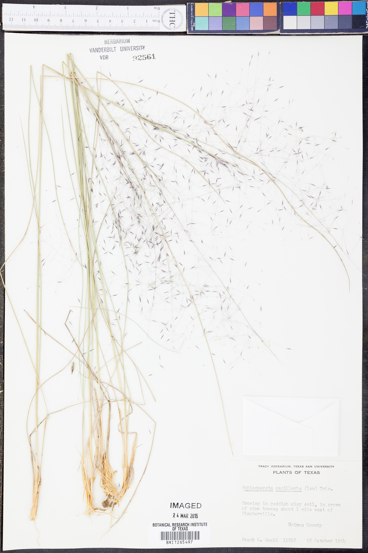 Muhlenbergia capillaris image