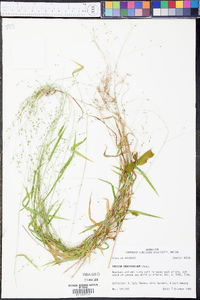 Kellochloa brachyantha image