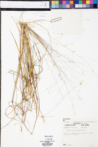 Kellochloa brachyantha image