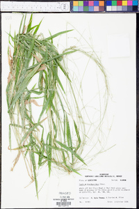 Kellochloa brachyantha image