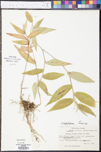 Panicum latifolium image