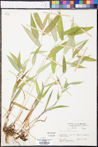 Panicum latifolium image