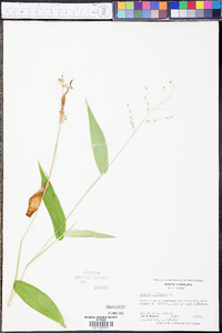 Panicum latifolium image