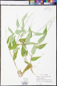 Panicum latifolium image