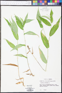 Panicum latifolium image