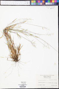 Panicum lancearium image