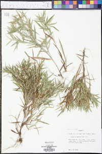 Panicum lancearium image