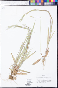 Panicum consanguineum image