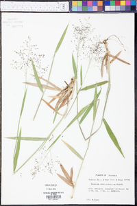 Panicum consanguineum image