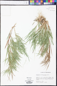 Panicum consanguineum image