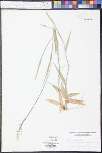 Panicum consanguineum image