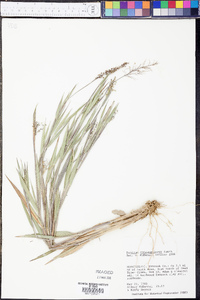 Panicum consanguineum image