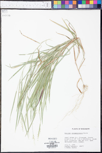 Panicum consanguineum image