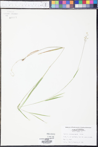 Panicum consanguineum image