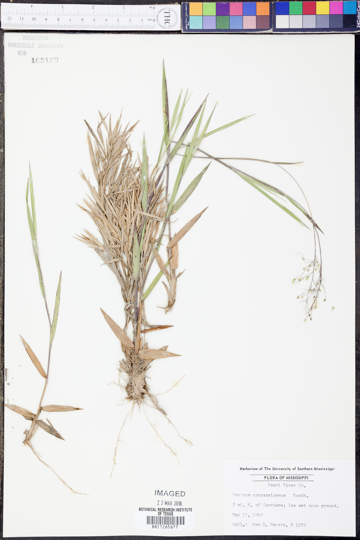 Panicum consanguineum image