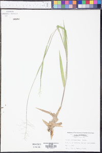 Panicum consanguineum image