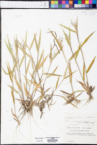 Panicum consanguineum image