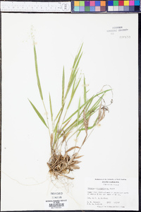 Panicum consanguineum image