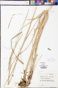 Panicum condensum image