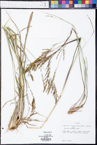 Panicum condensum image