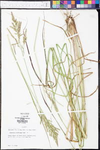 Panicum condensum image