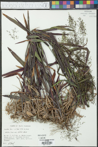 Panicum clutei image