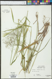 Dichanthelium scabriusculum image